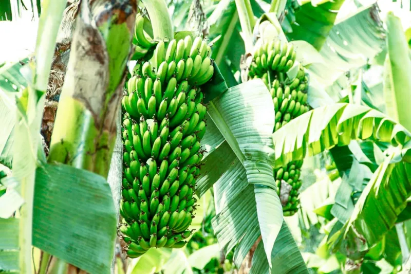Watafiti wa migomba kubadilishana uzoefu Tanzania
